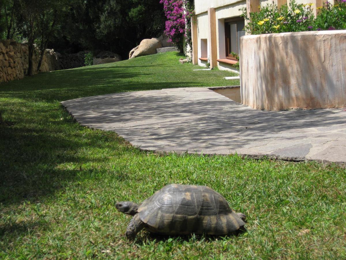 Hotel Monti Di Mola Porto Cervo Exteriör bild